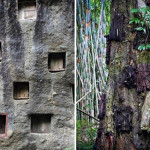 Tribal hill areas in Indonesia's South Sulawesi his dead children are buried in the trunks of trees