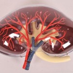 Japanese Scientists Lab-grown kidneys work in animals