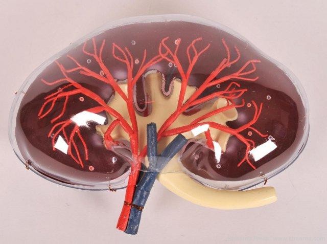 Japanese Scientists Lab-grown kidneys work in animals