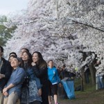 Cherry flowers in Japanese traditions have special significance