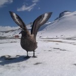 Antarctica is found in South Korea  skua bird