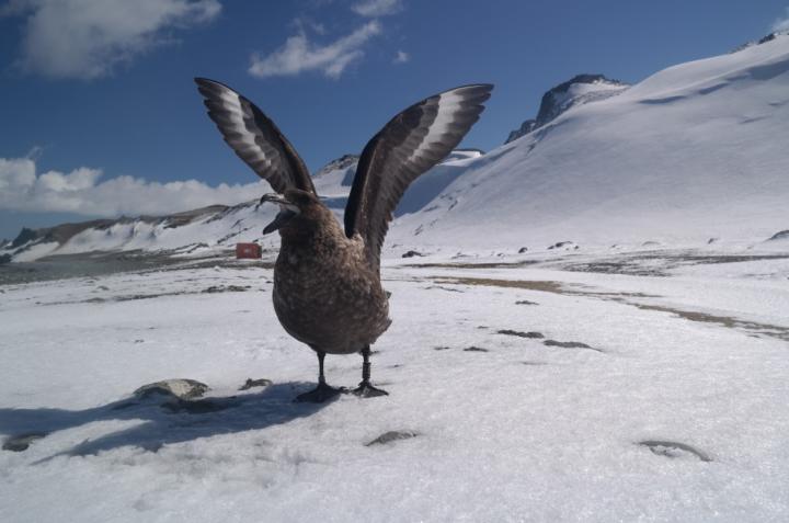 Antarctica is found in South Korea  skua bird  