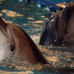 Russian Military requires Five Combat Dolphins   