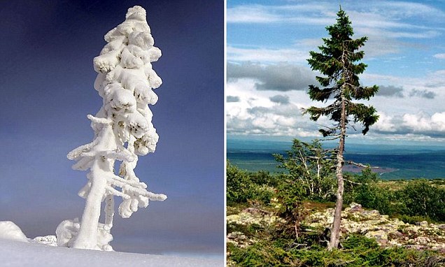 The world's 9500 year oldest tree has been found on a mountain in central Sweden